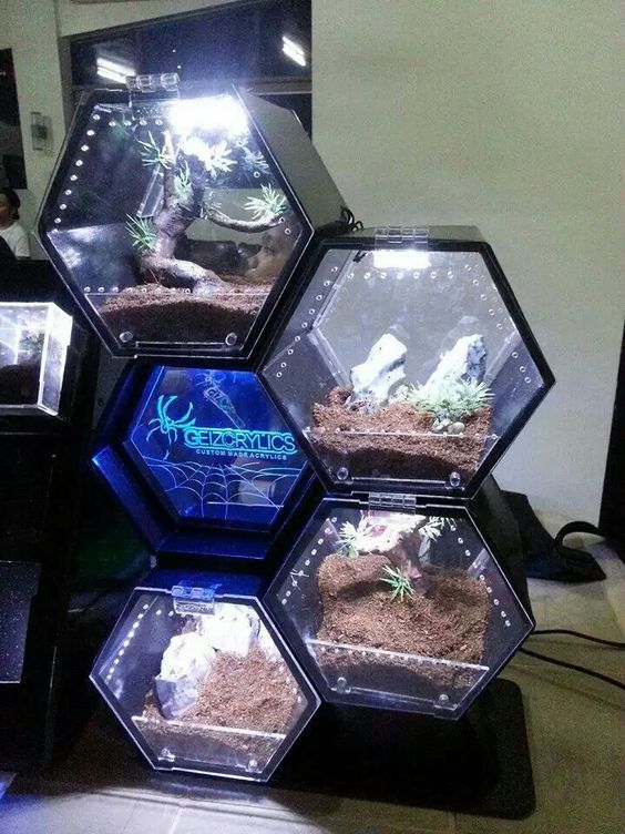 Tarantula Habitat 20+ Awesome Tarantula Enclosures To Inspire You