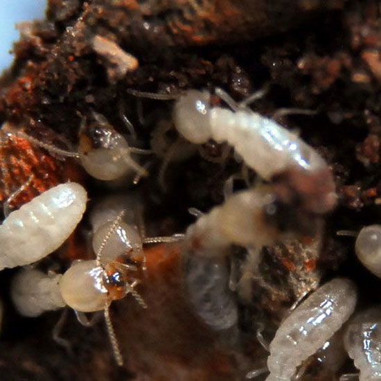 2 Best Termite Control, Inspection Services Birmingham AL