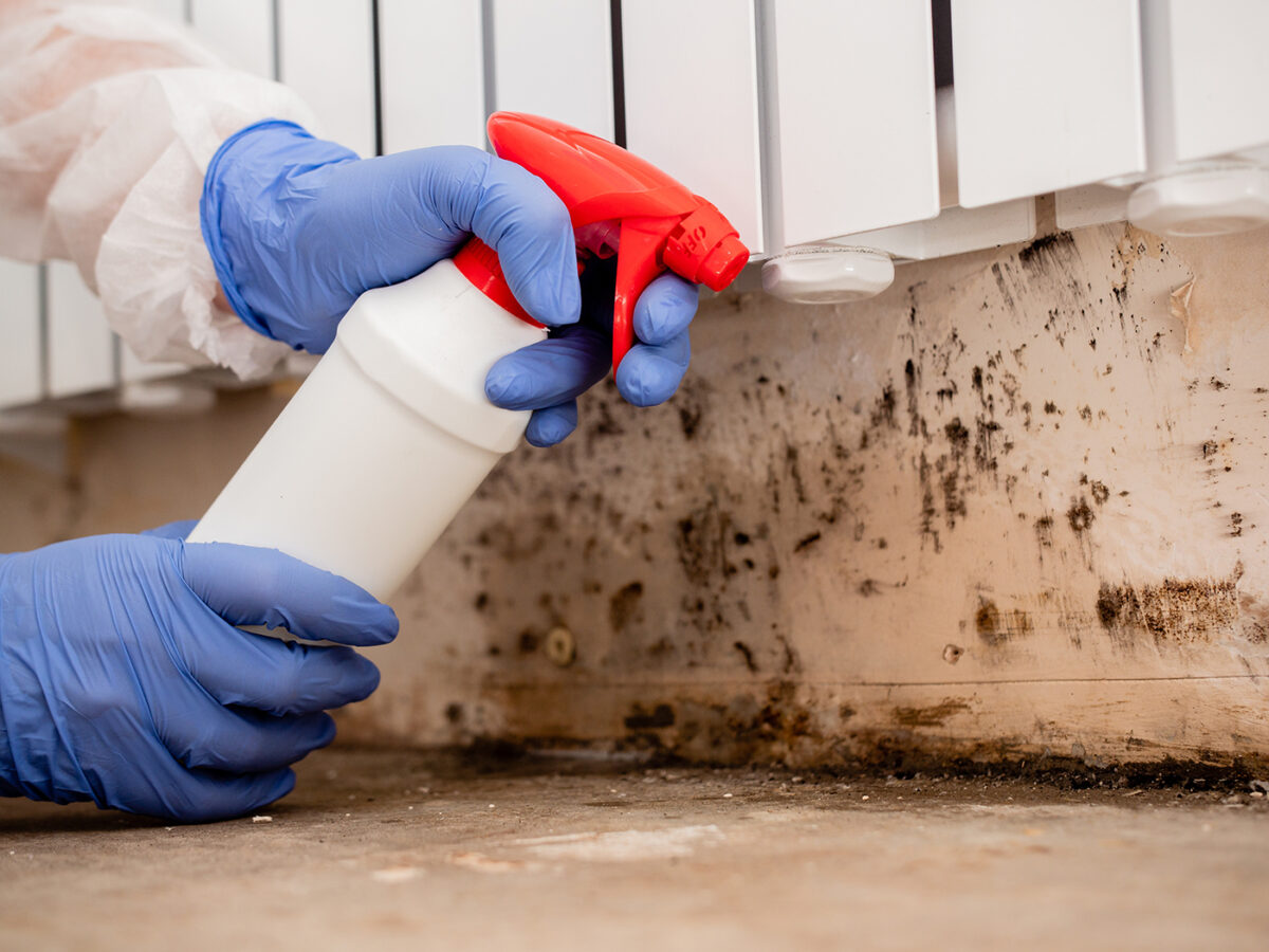 How to Easily Remove Mold from Wood Taskrabbit Blog
