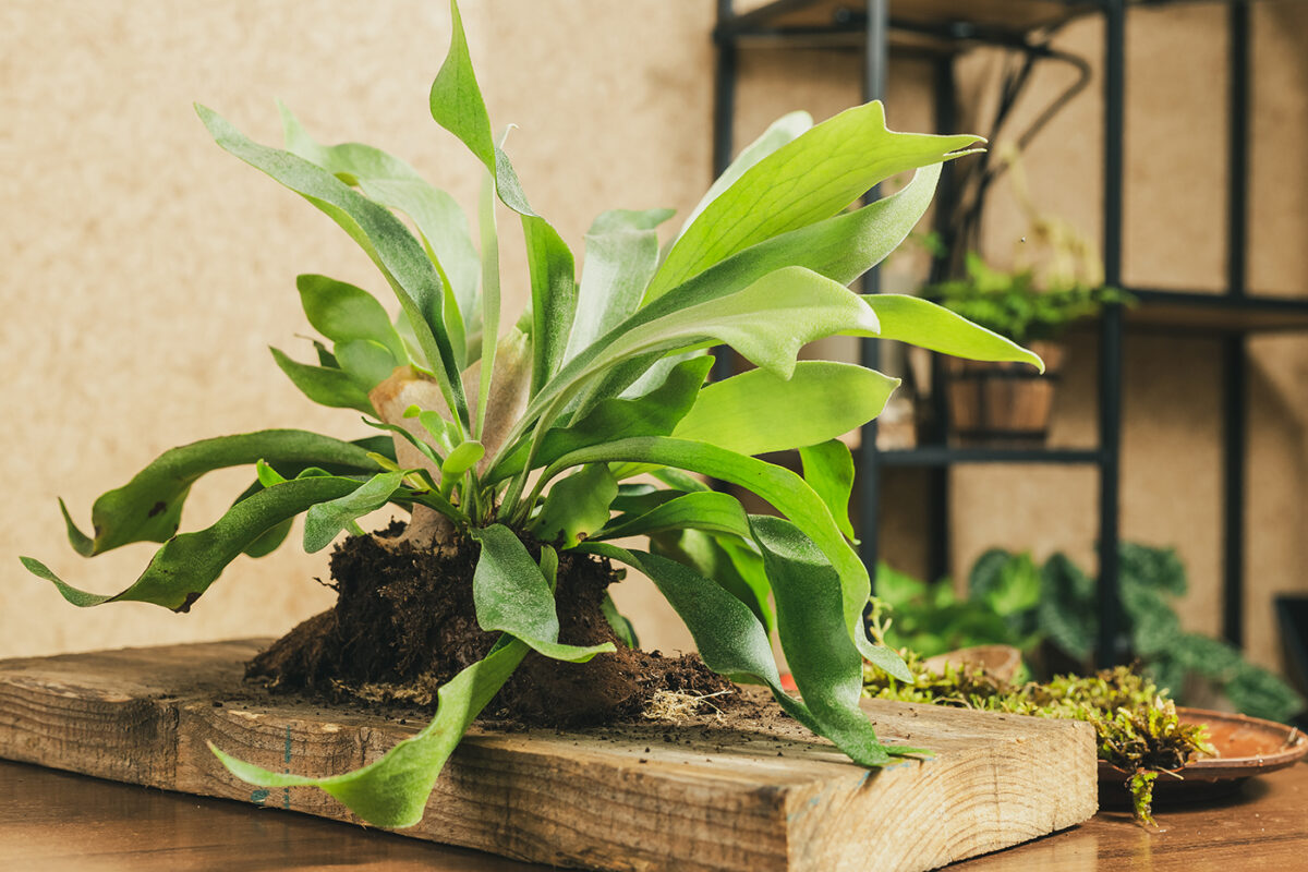 How to Mount a Staghorn Fern StepbyStep Guide Taskrabbit Blog