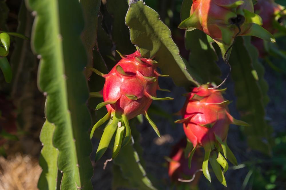 How to Pick a Ripe and Sweet Dragon Fruit Tasteful Space