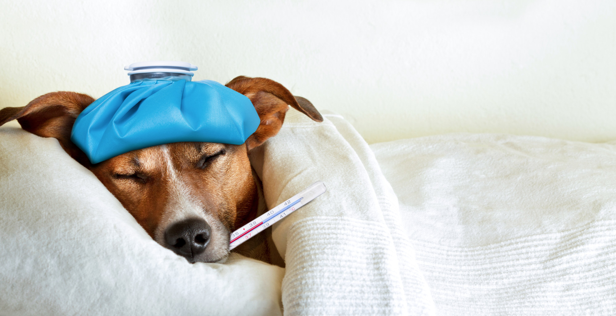 How to Manage Life with a Chronically Sick Animal