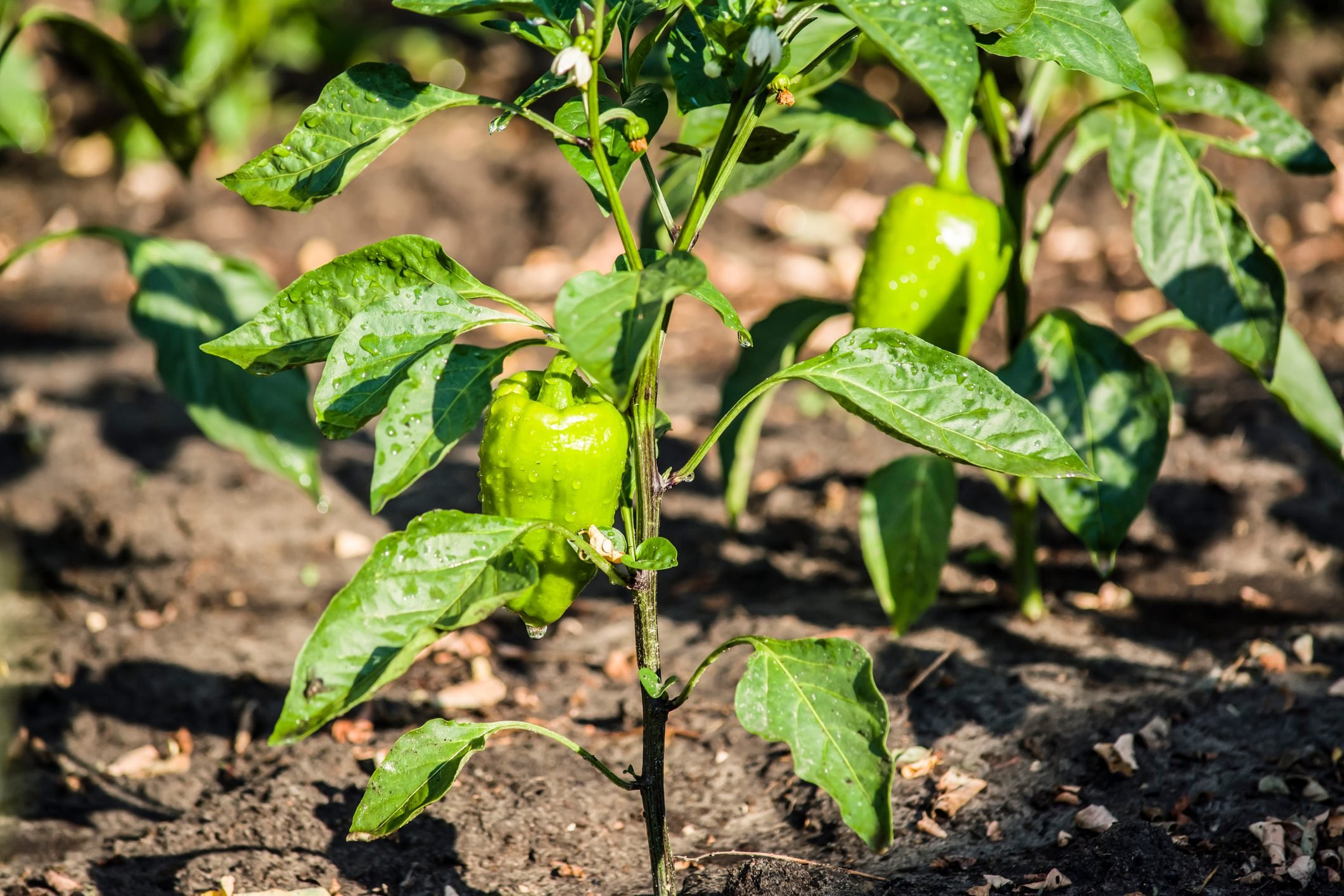 Pruning Pepper Plants | Should I Top My Pepper Plants?