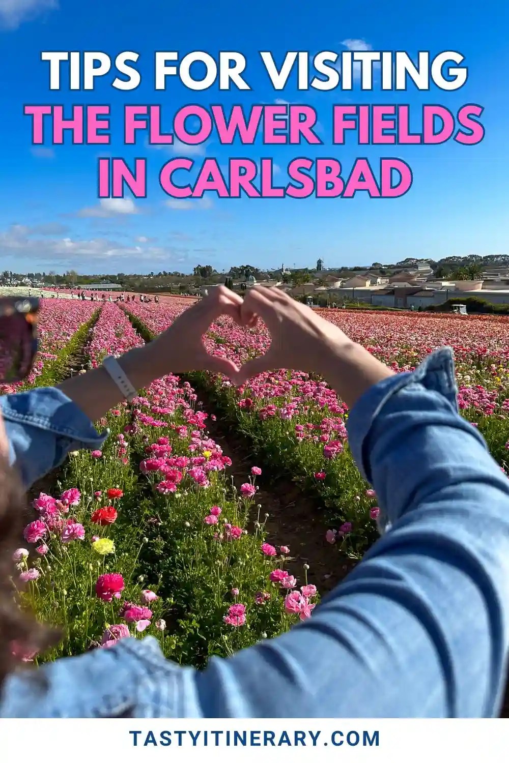 Visiting the Carlsbad Flower Fields Everything You Need to Know