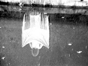 Joan Jonas Plein Air Film At Tate Modern Tate