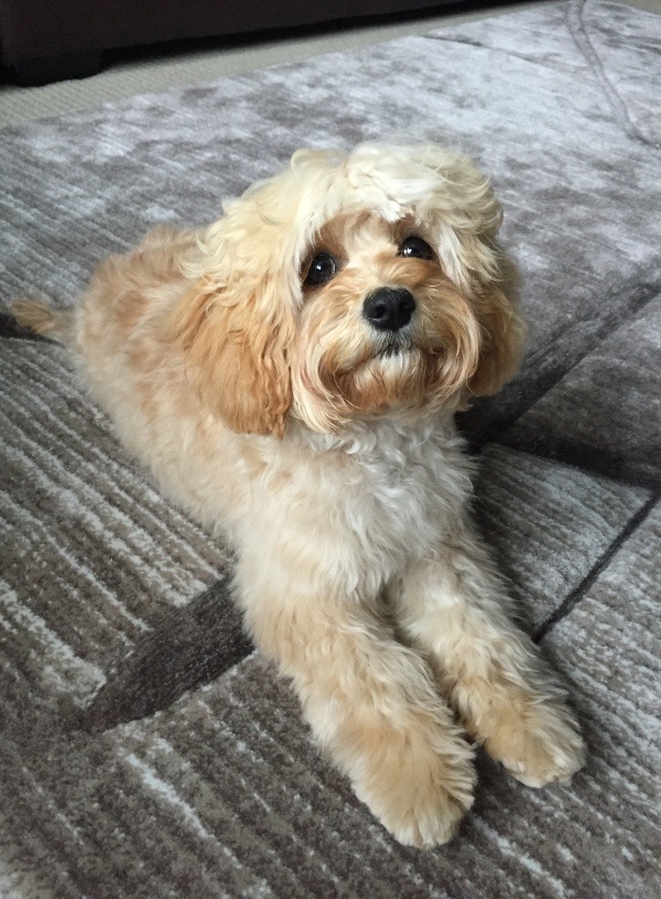 Cavoodle Breeder Cavoodle Puppies for sale Grown Puppies