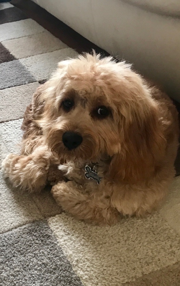 Cavoodle Breeder Cavoodle Puppies for sale Grown Puppies