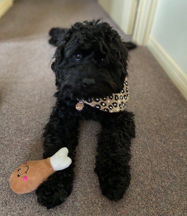 Cavoodle Breeder Cavoodle Puppies for sale Grown Puppies