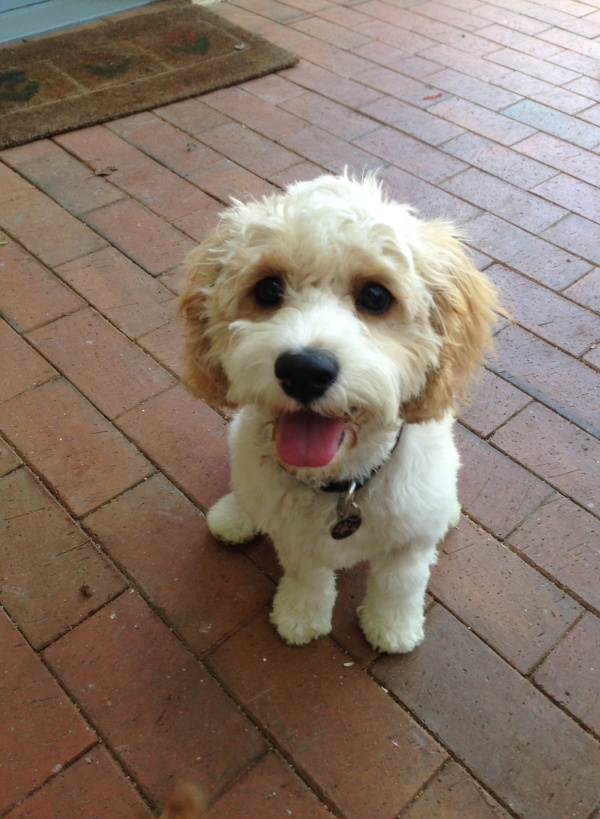 Cavoodle Breeder Cavoodle Puppies for sale Cavoodle Pups