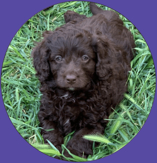 Cavoodle Breeder Cavoodle Puppies for sale Cavoodle Info