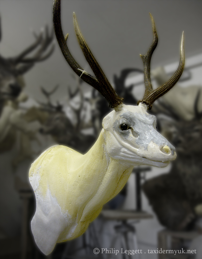 Sambar Deer - Taxidermy UK
