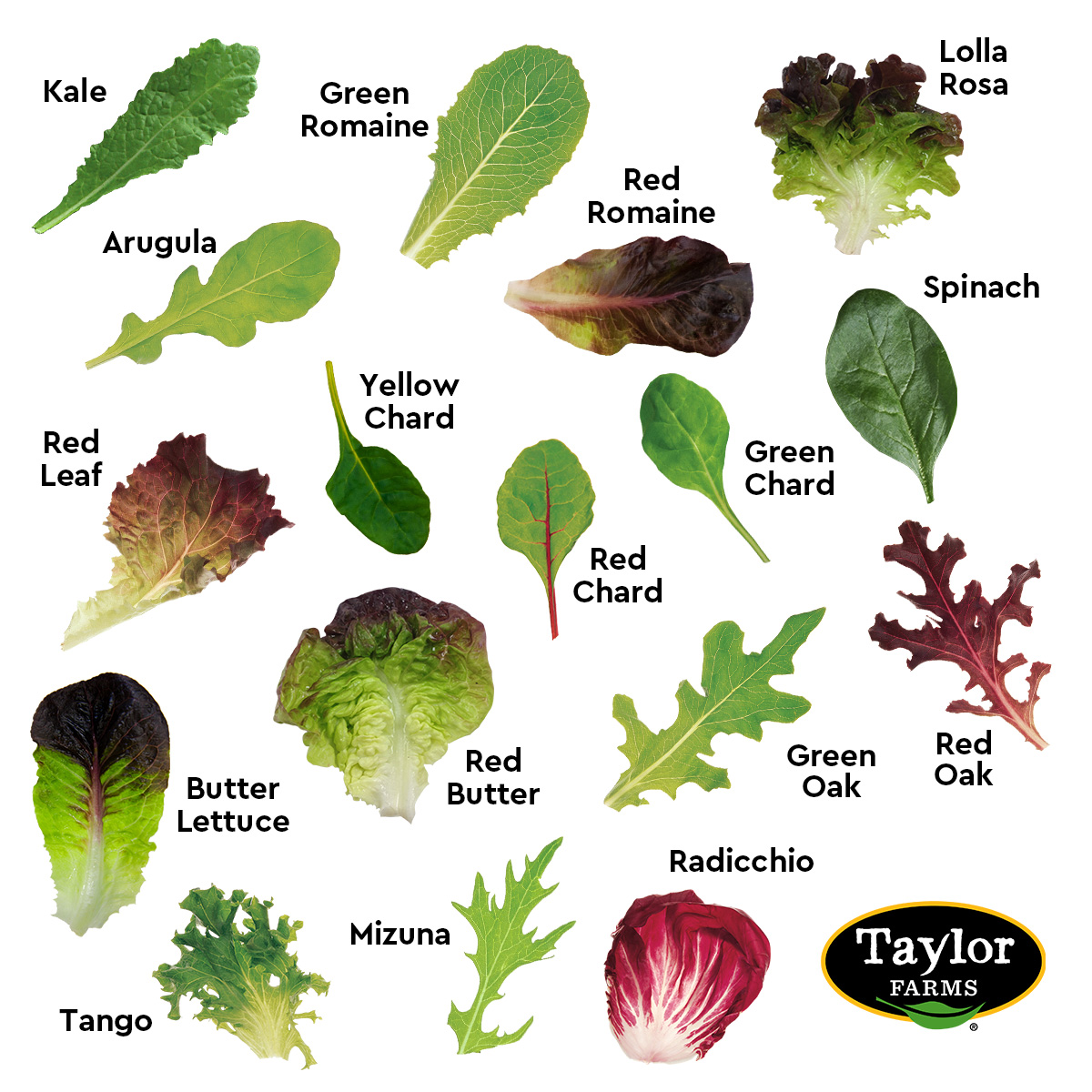 What’s the Difference Between Spring Mix and 50/50? Taylor Farms