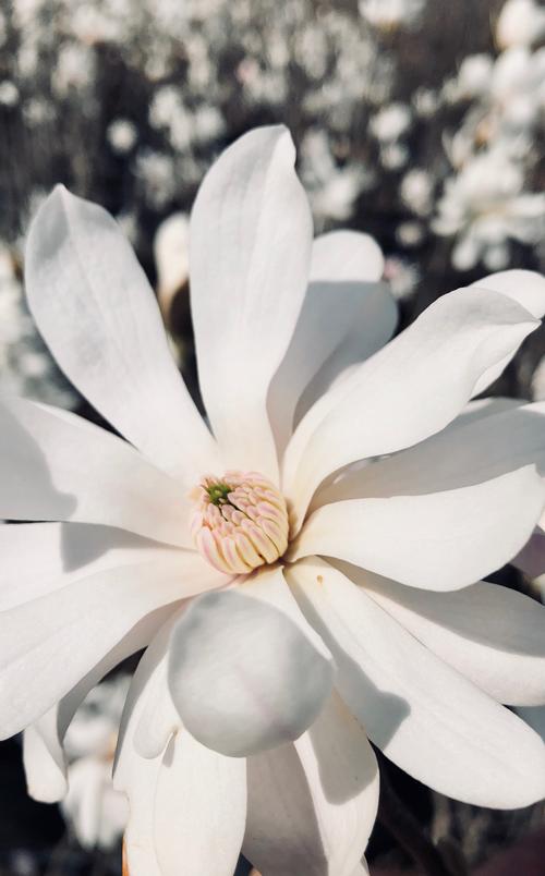 Royal Star Magnolia Magnolia stellata Royal Star from Taylor's Nursery