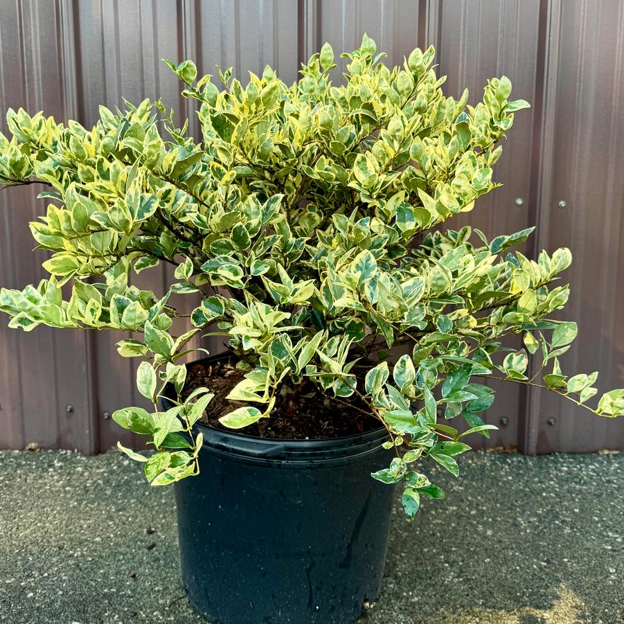 Ligustrum japonicum 'Jack Frost' Jack Frost Ligustrum from Taylor's Nursery