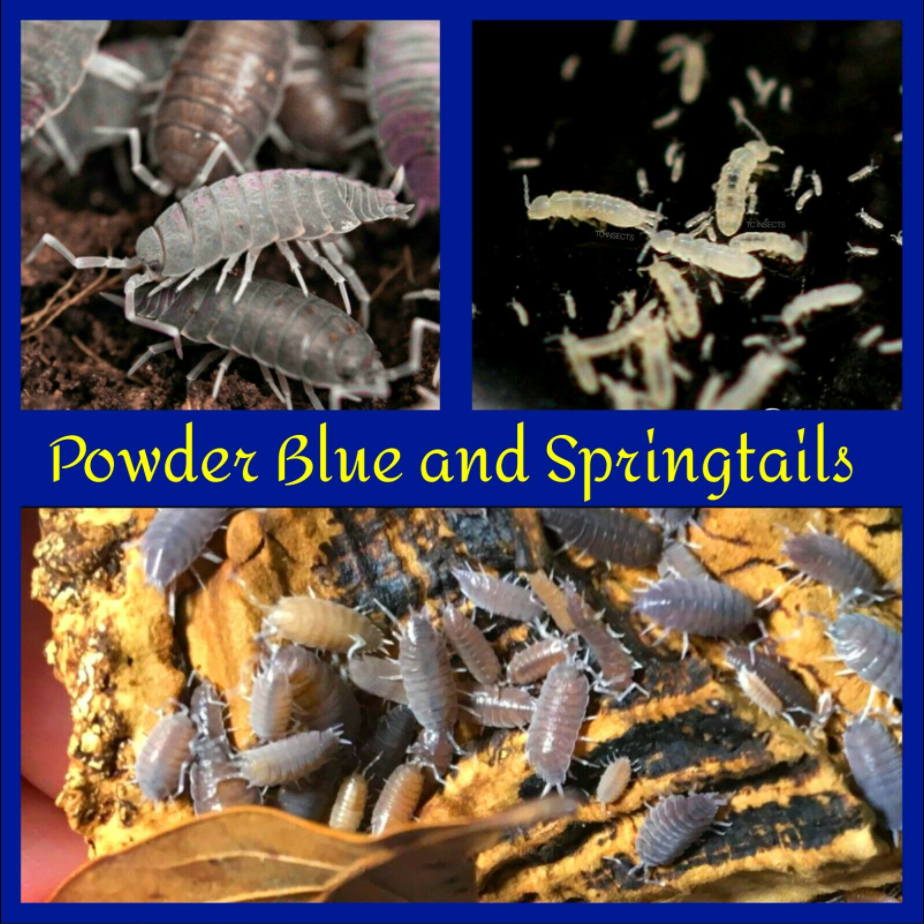 15 Powder Blue Isopods & 8oz Springtail Culture TC INSECTS