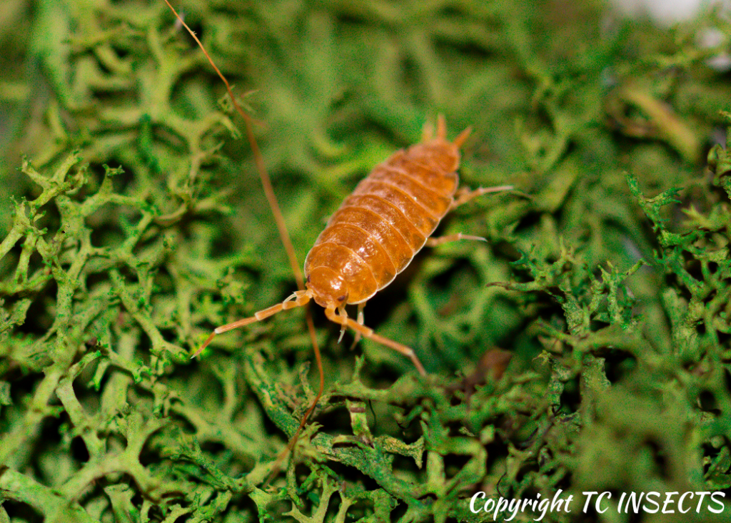 Porcellionides Pruinosus "Powder Orange" Isopods TC INSECTS
