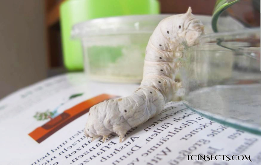 Silkworms For Sale 4.99 & Up Shipped Fast Nationwide