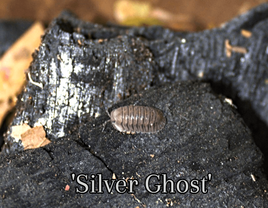 Nesodillo Arcangellii 'Silver Ghost' for sale Rare isopods 20 OFF