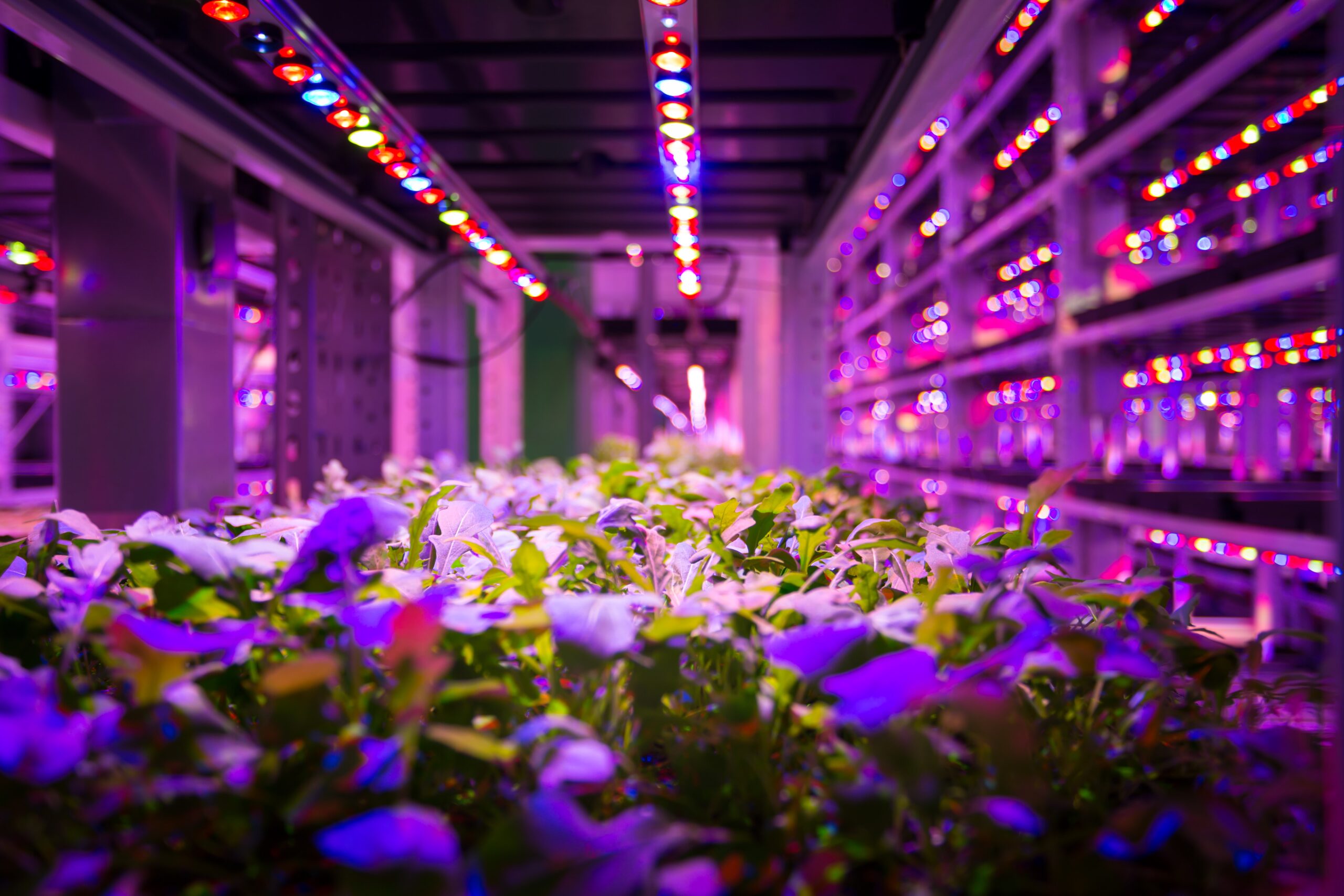 Far Red Light is Good For Plant Growth TCP Horticulture Lighting