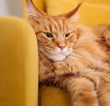 What to Know About Maine Coon Size: A Detailed Chart - Tcrascolorado