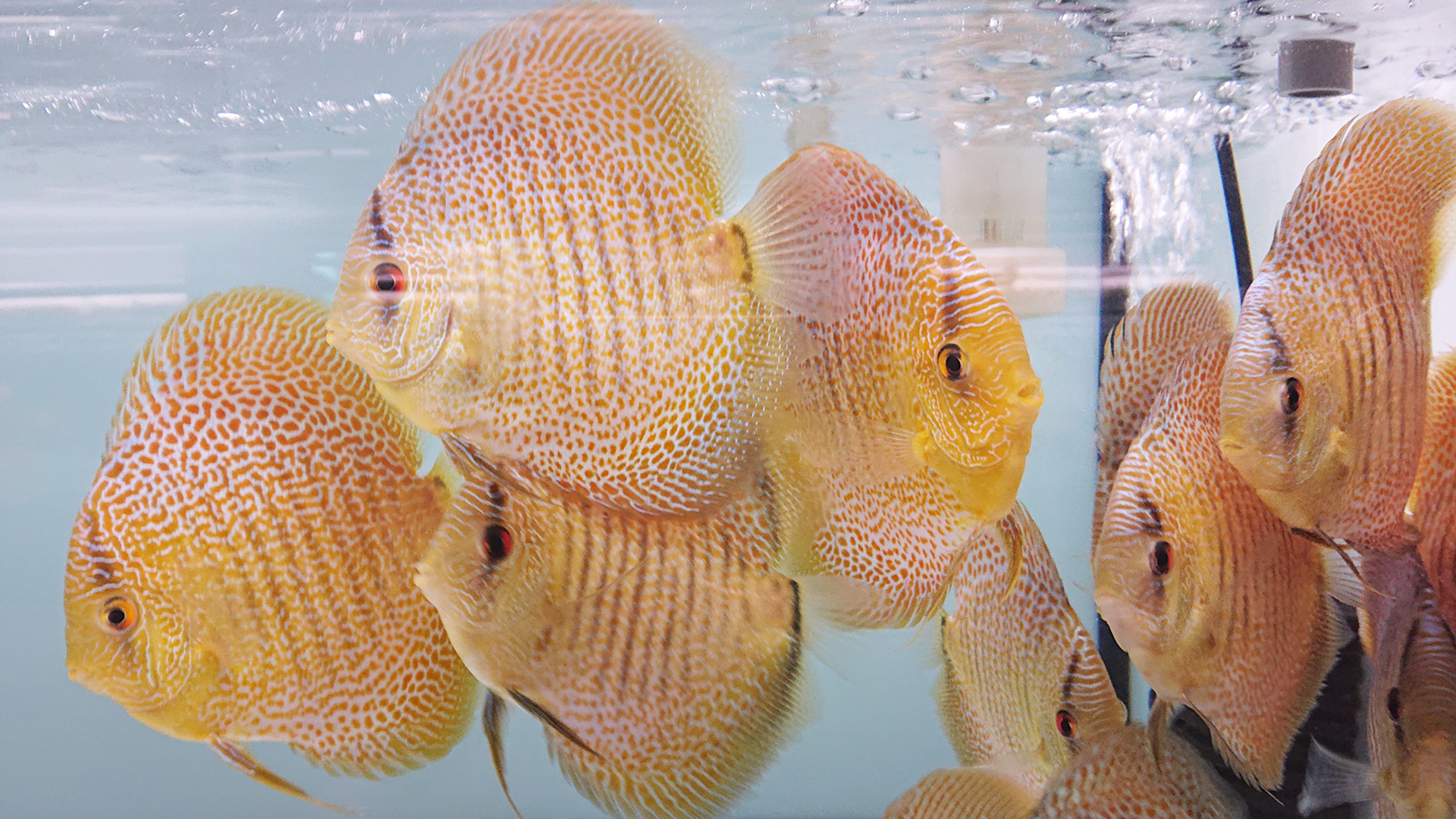 Discus_11 T&D尚品國際七彩魚坊 專業七彩神仙魚養殖場(台灣)