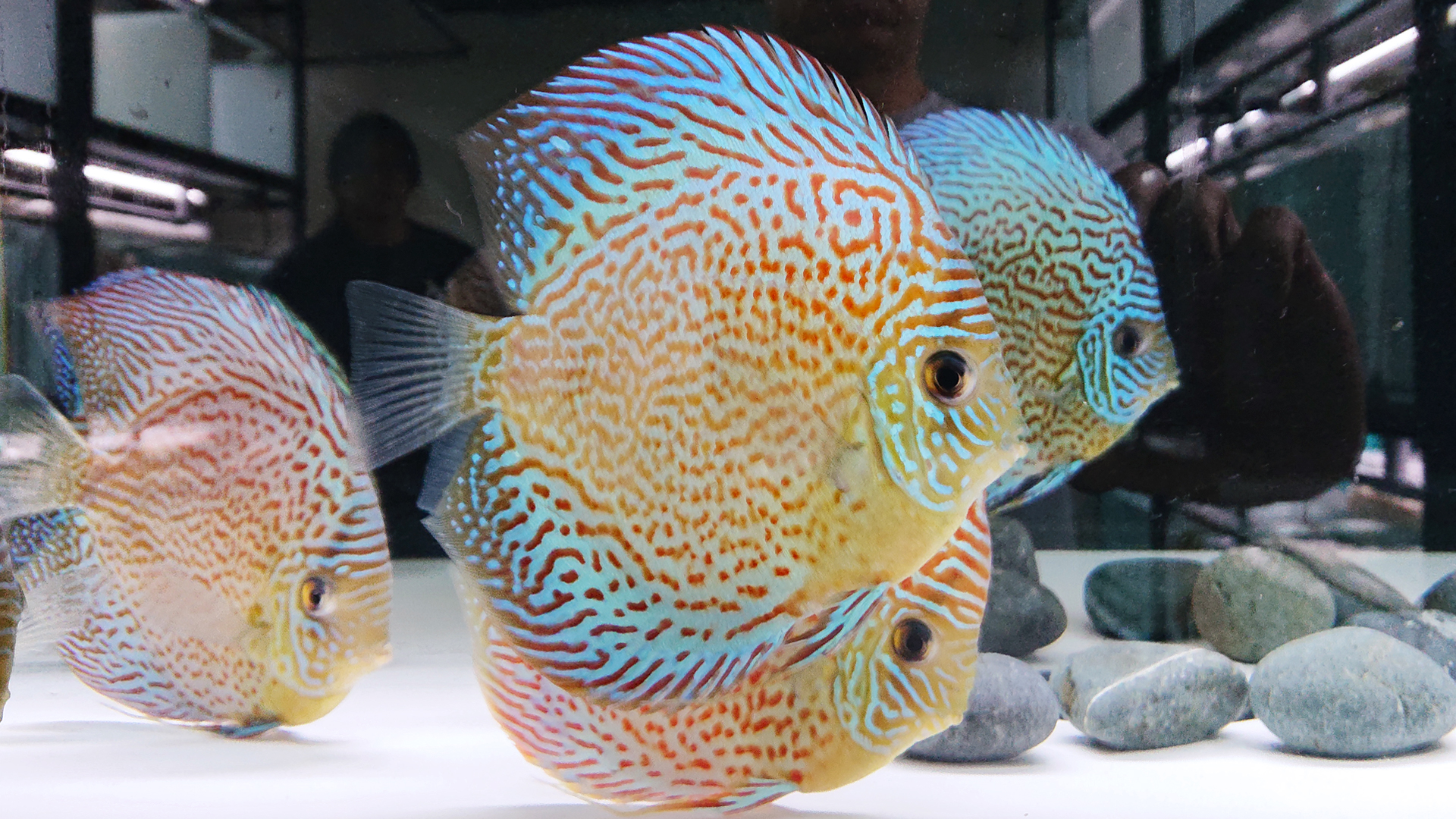 Discus_3 T&D尚品國際七彩魚坊 專業七彩神仙魚養殖場(台灣)