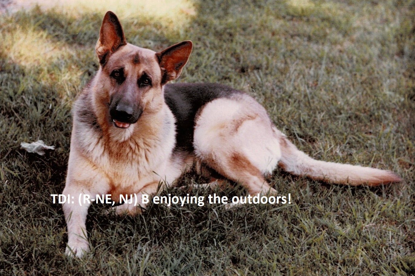 Are Dogs Allowed In Germany