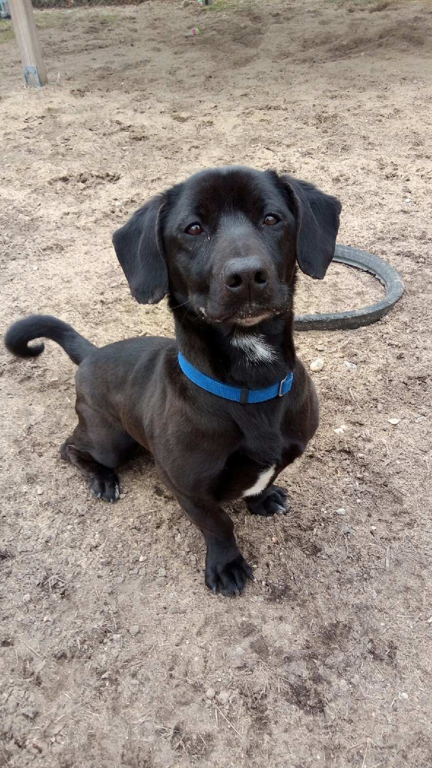 P Londonderry Pet Sitting & Dog Walking Services TD Pet Care