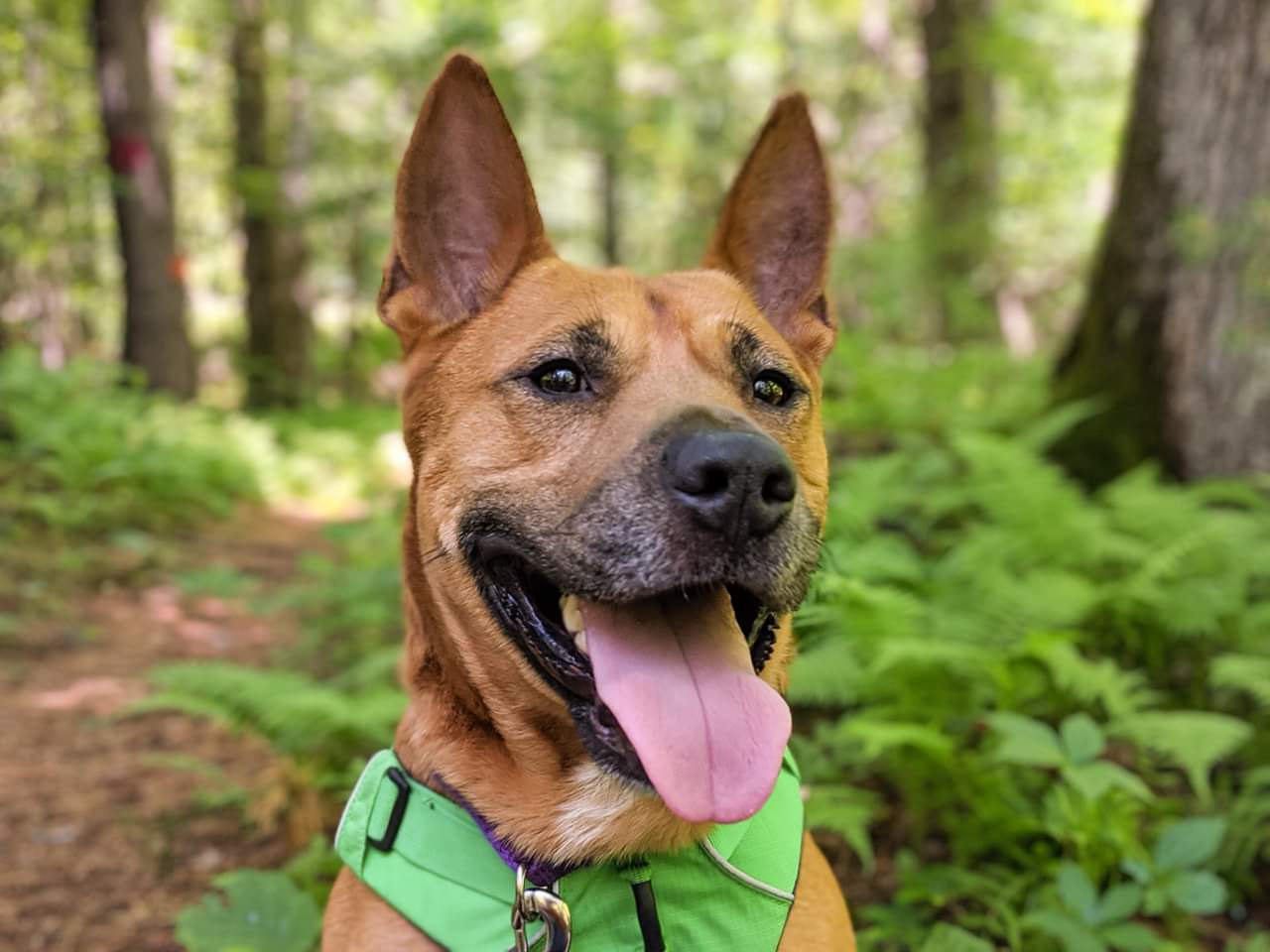 Londonderry Pet Sitting & Dog Walking Services TD Pet Care