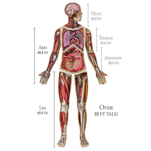 Dr. Livingston's Anatomy Jigsaw Puzzles, Life Science Educational Innovations, Inc.