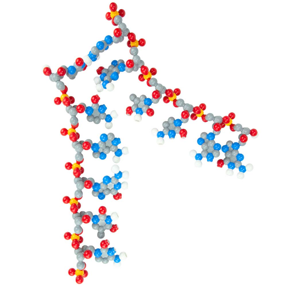Dna Molecule Model Kit