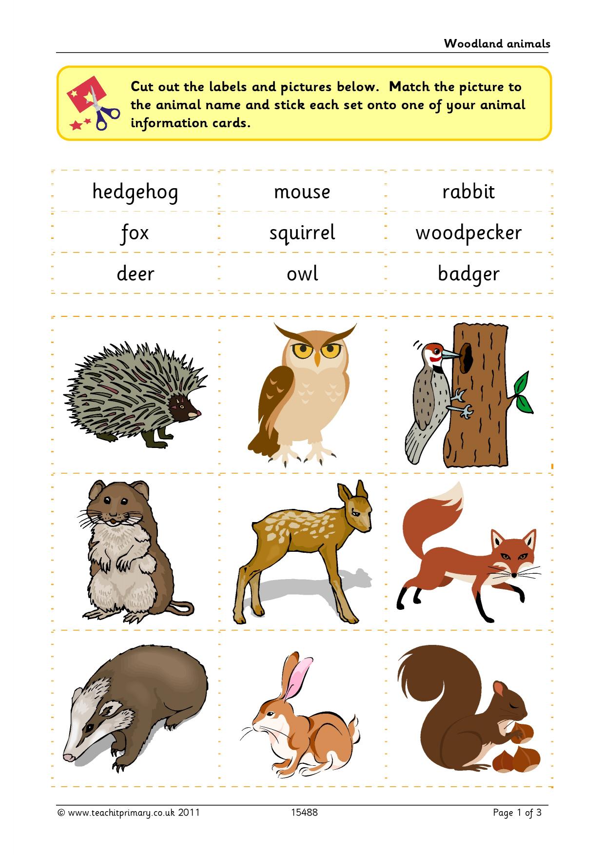 Woodland animals KS1 habitats Teachit