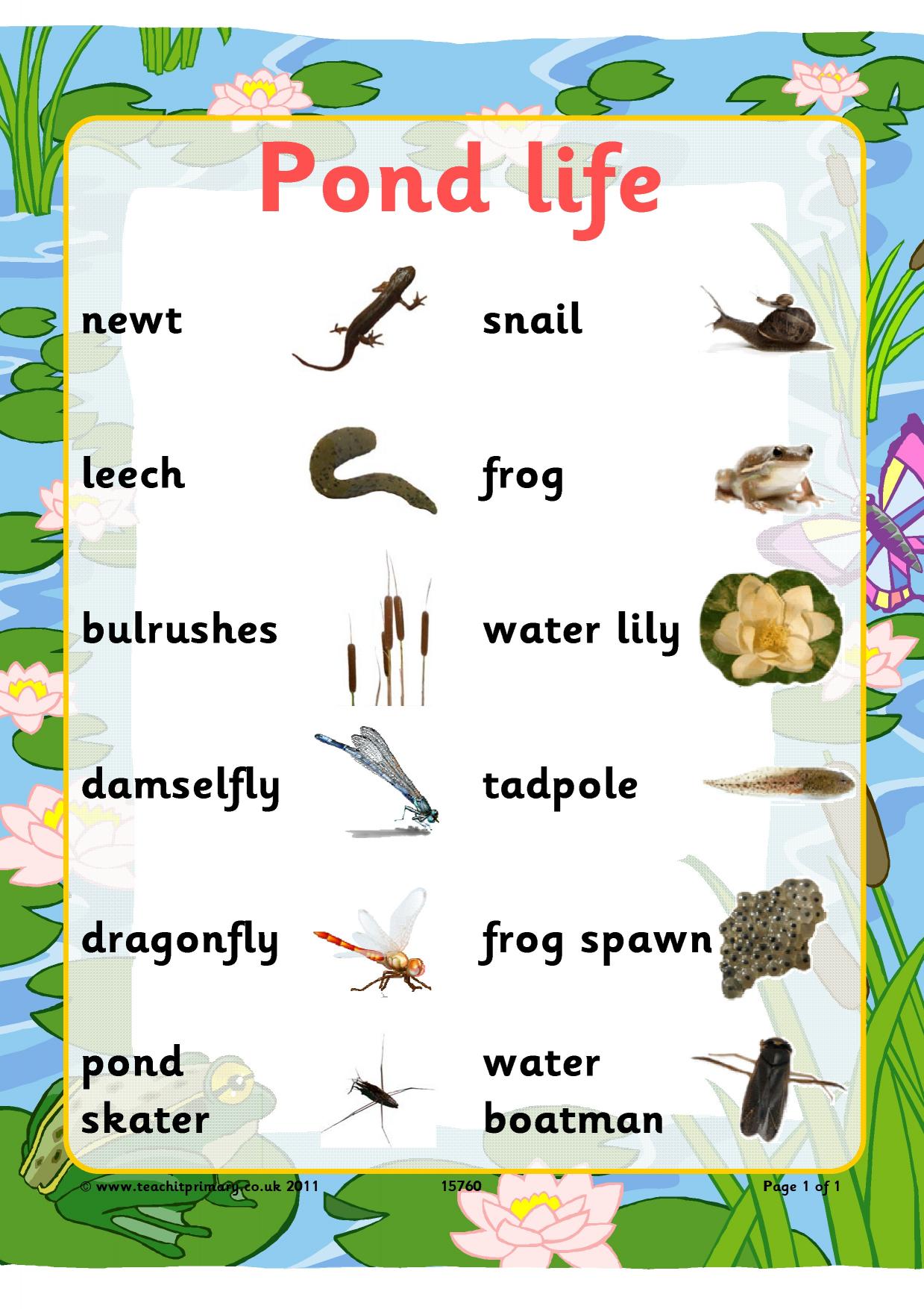 Pond life word mat KS2 living things and their habitats Teachit