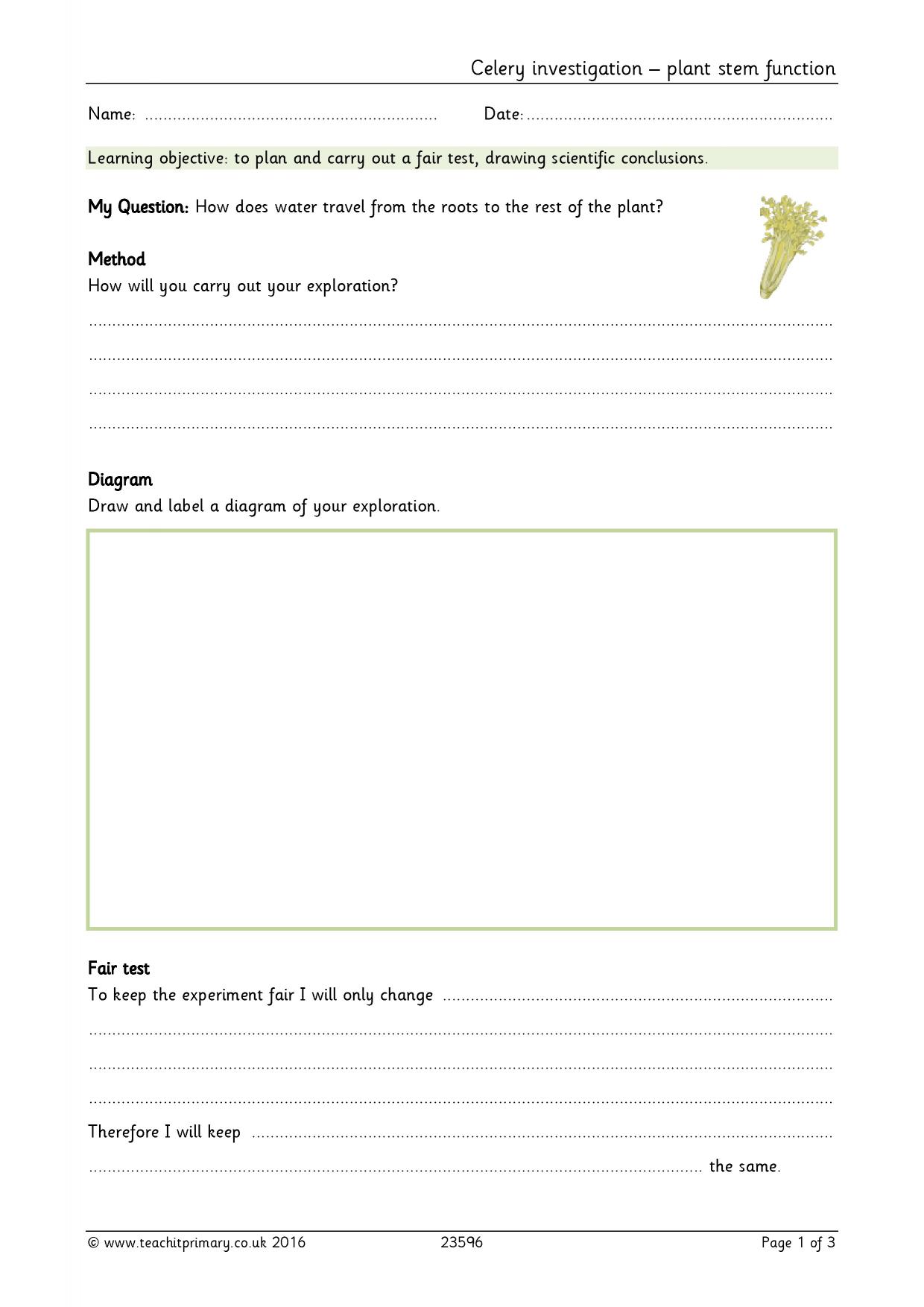 Celery investigation plant stem function KS2 science Teachit
