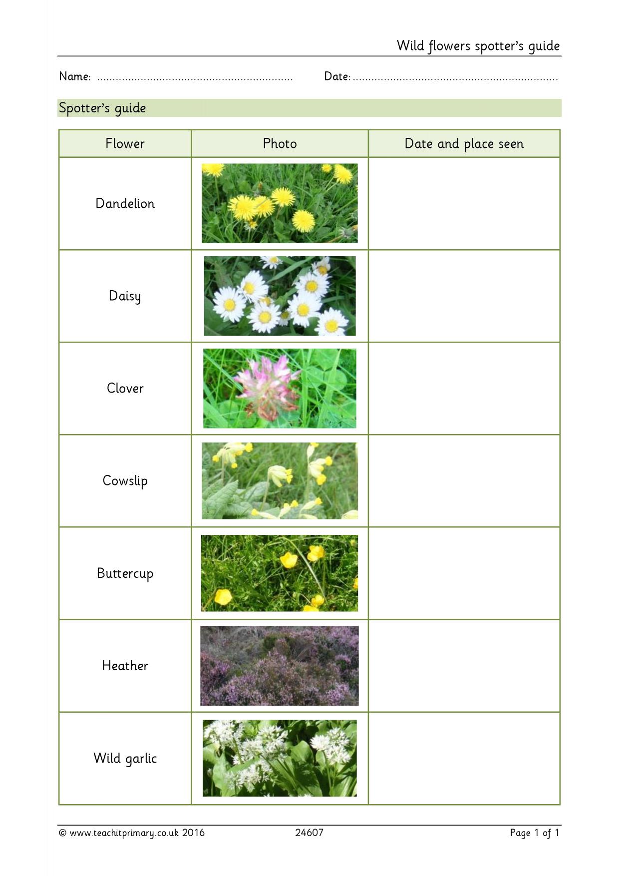 Wild flowers spotter's guide KS1 plants Teachit