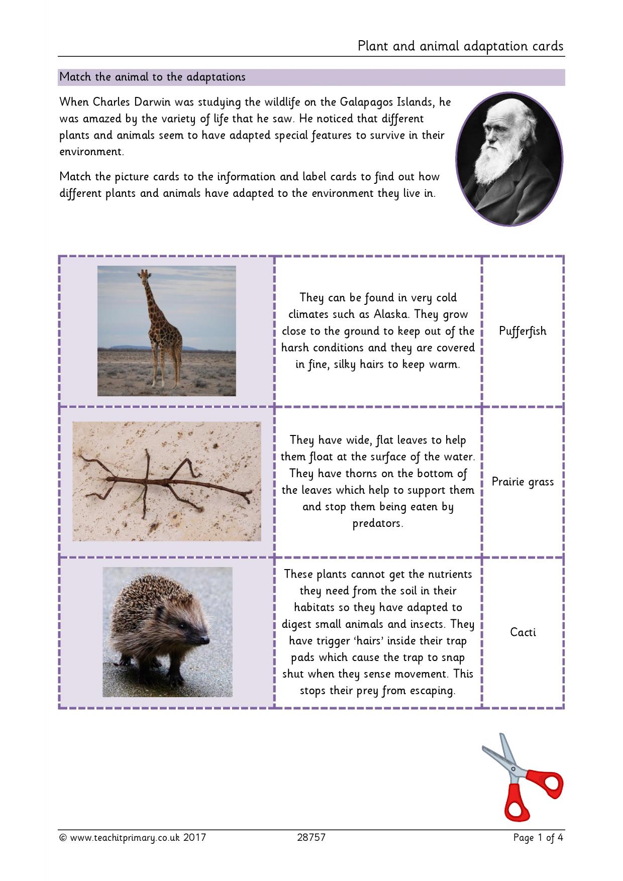 Plant and animal adaptation KS2 Science Evolution Teachit