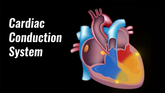 Heartbeat & Cardiac Conduction System How The Heart Contracts