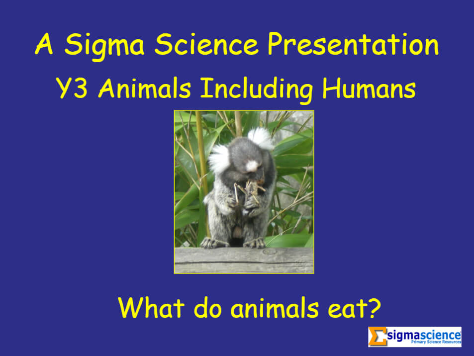Animals Including Humans ‘What do Animals Eat?’ PowerPoint for Year 3