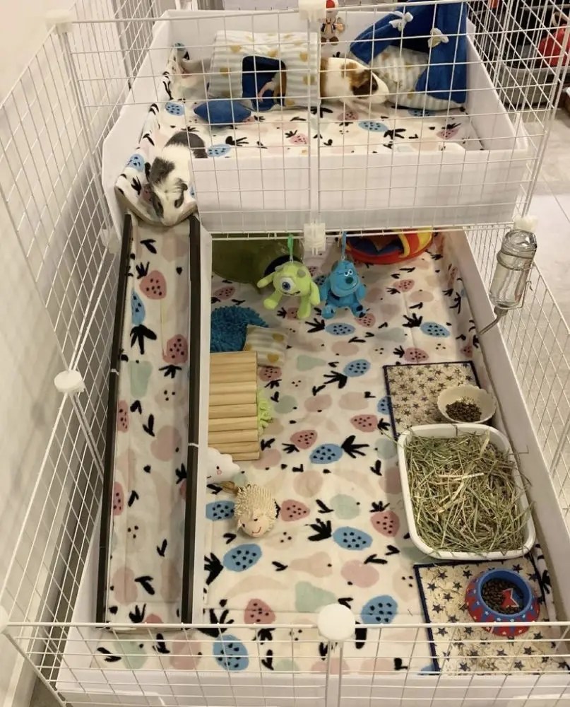 Guinea Pig Cage Smells All The Time at Julia Bendel blog