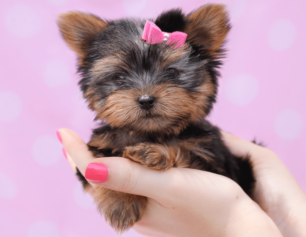yorkie2 Teacup Puppies & Boutique