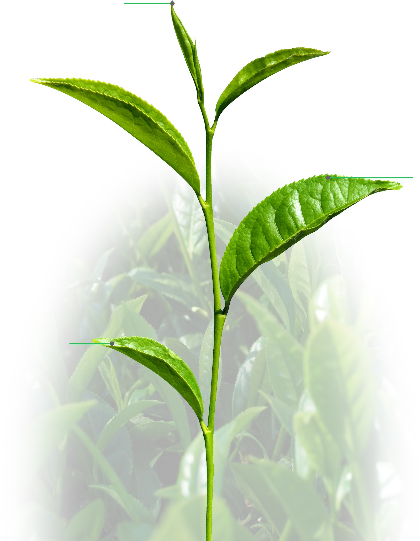 Matcha Grades and buyer guide • Teafolly