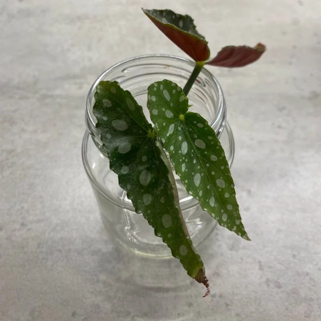 How To Propagate Begonia Maculata (Expert Tips) Teak And Terracotta