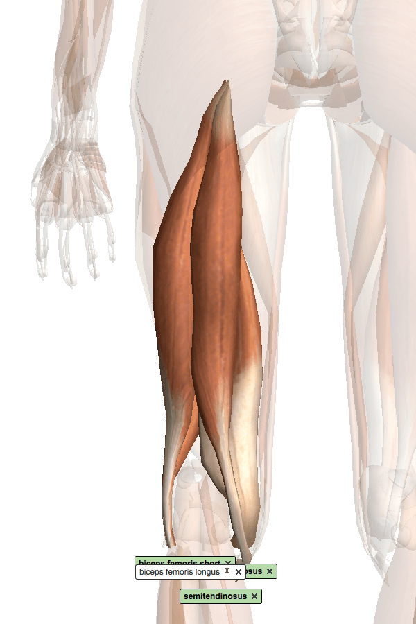 コラム 身体の後ろ側を使う ３ 太腿の後ろを使う ハムストリングス Team Pcs