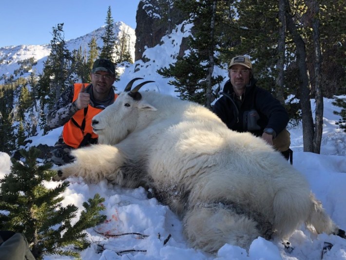 Montana Hunts Mountain Goat