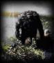 Bigfoot