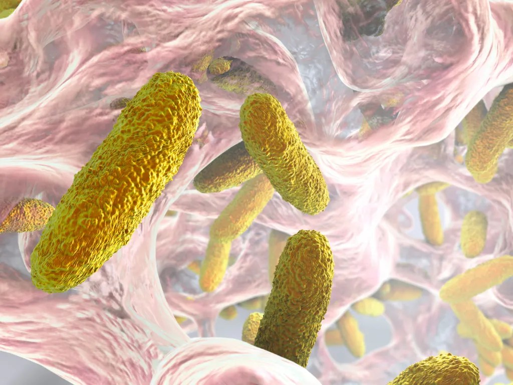 Understanding Quorum sensing Team One Biotech
