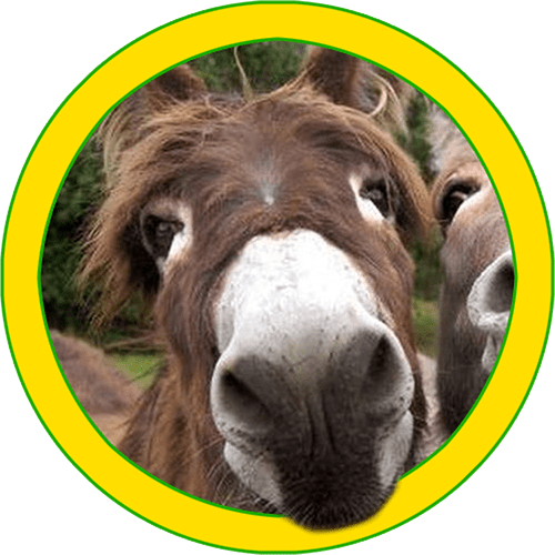 E qui casca l’asino!! Team San Luca