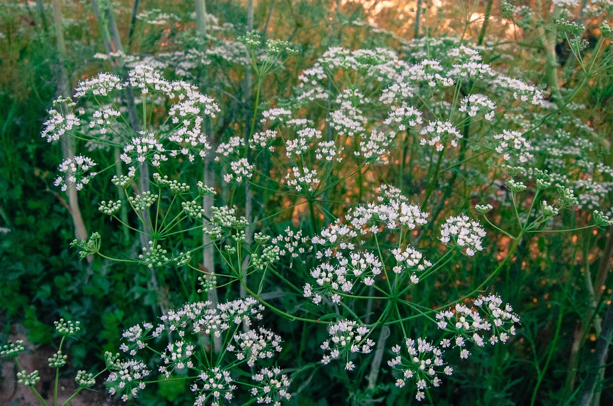 Graines d'anis TeaWea anise seed is a immensly