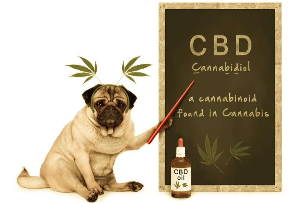 CBD for Dogs How It Can Help with Anxiety, Pain, and Other Conditions