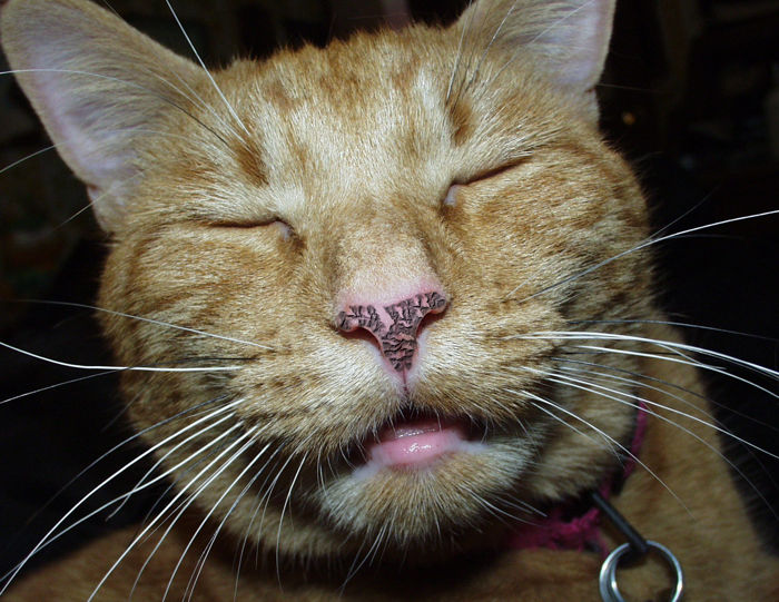 54 Best Photos Cat Nose Dry And Peeling The MakeUp & Skin Care